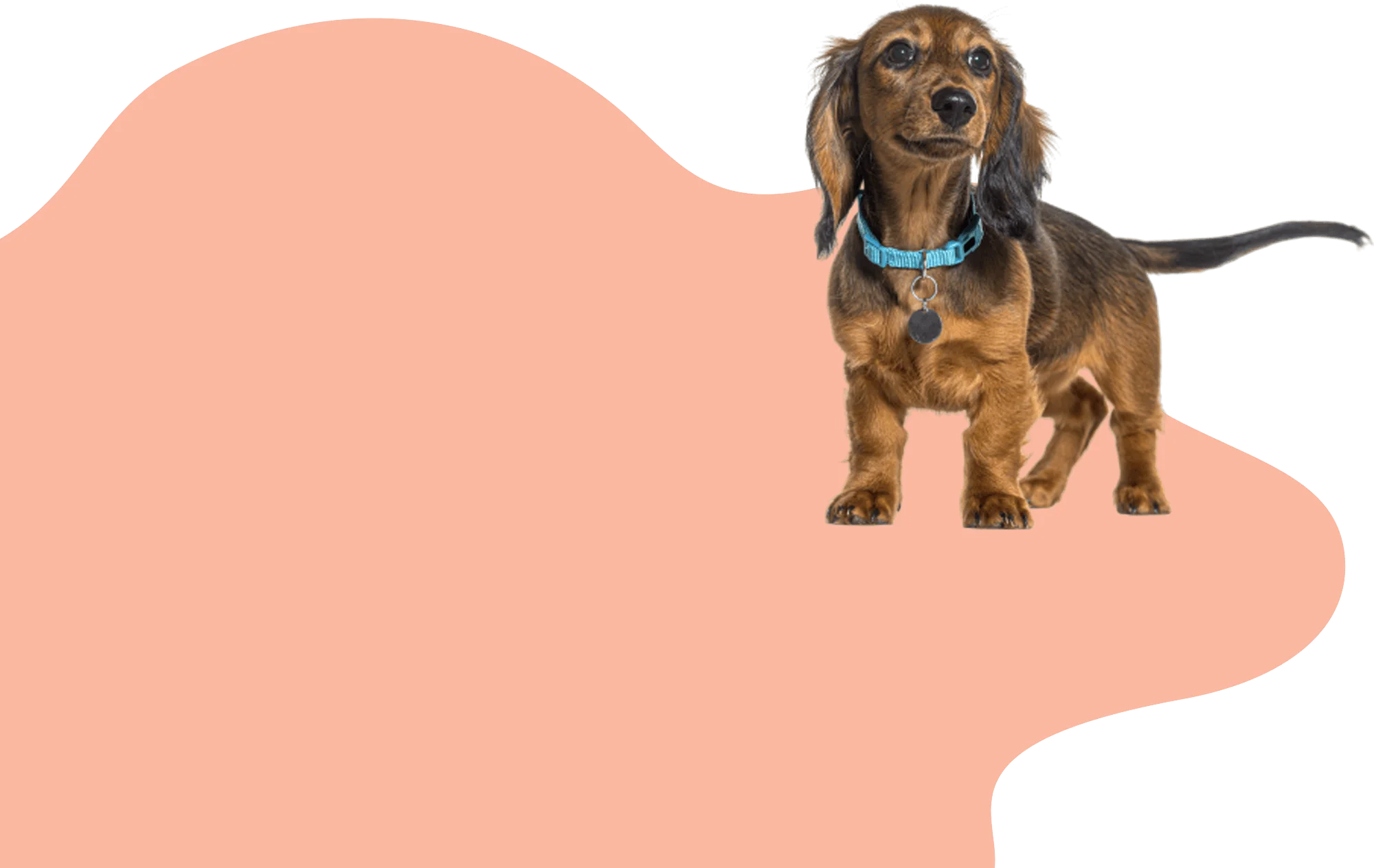 Professional Pet Grooming