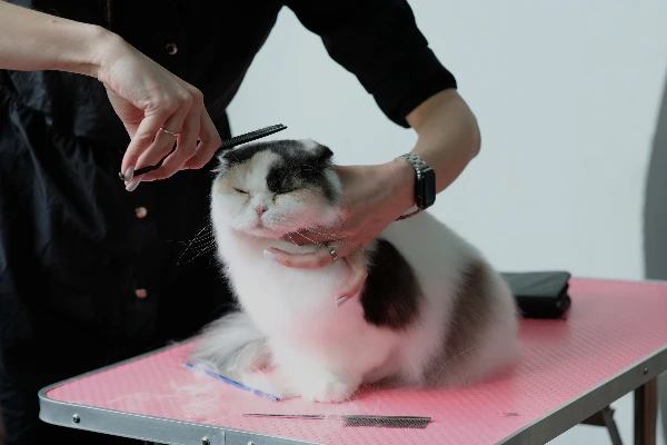 Cat Grooming