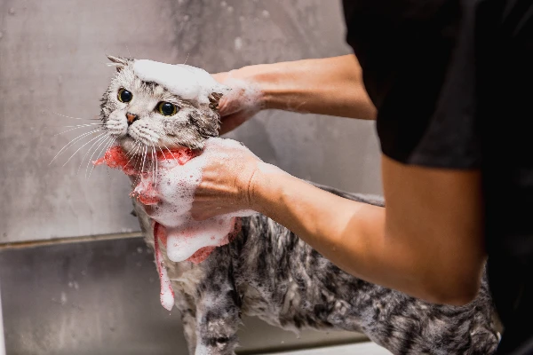 Cat Wash