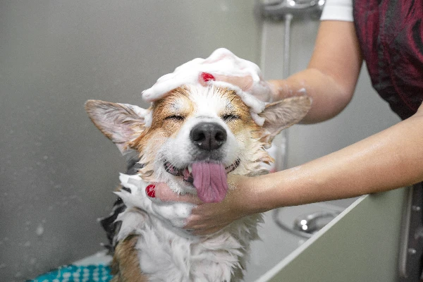 Dog Bathing