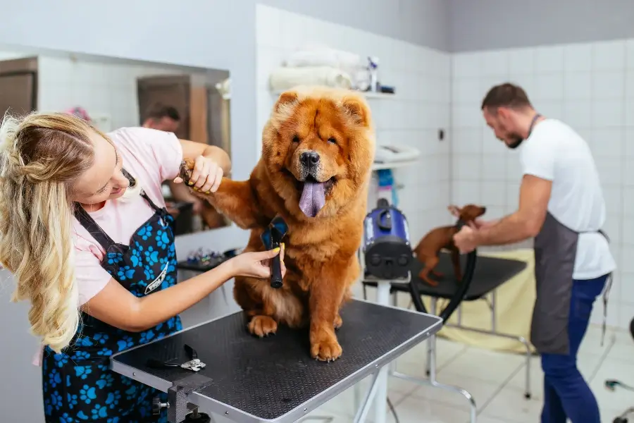 Professional Pet Grooming in St Helena Island, SC Your Reliable Pet Groomer in St Helena Island, SC